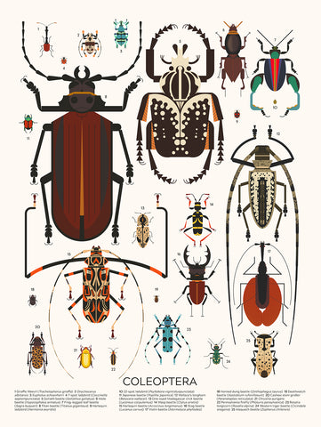 Coleoptera