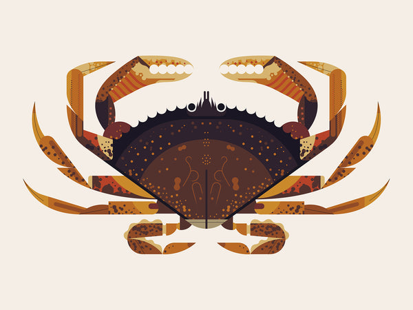 Dungeness Crab