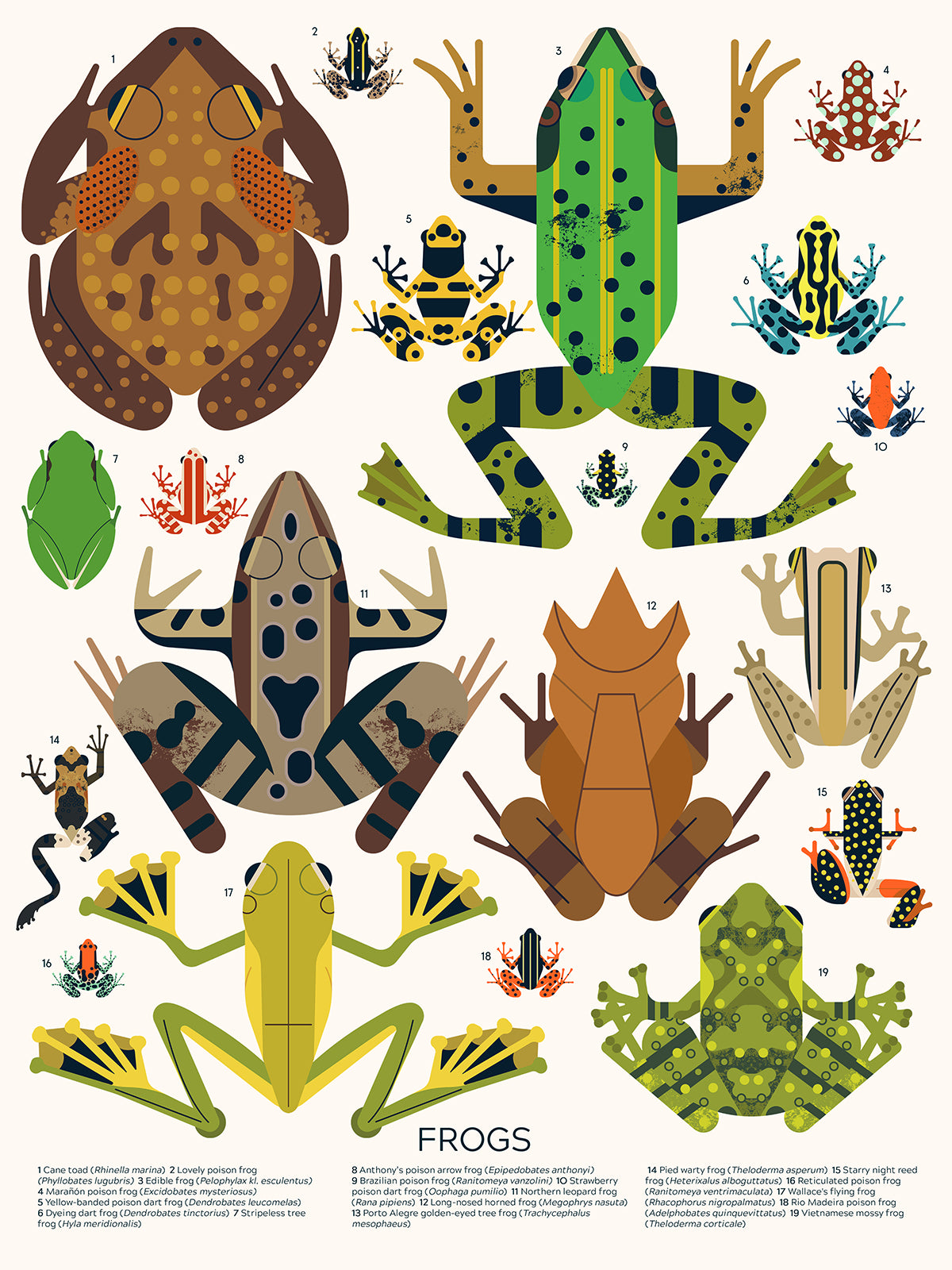 Frogs