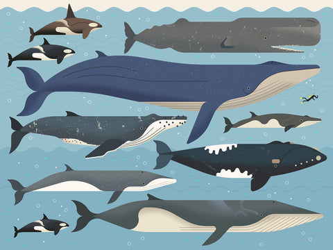 Whales to Scale